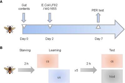 Inflammatory bowel disease-associated Escherichia coli strain LF82 in the damage of gut and cognition of <mark class="highlighted">honeybees</mark>